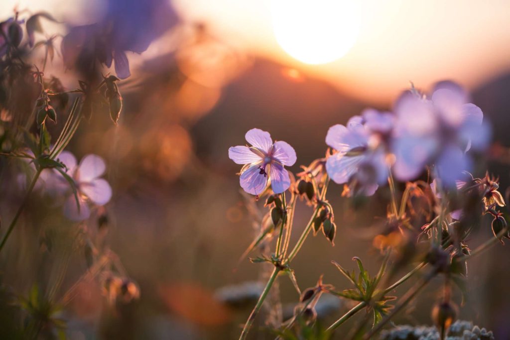 Summer field of flowers