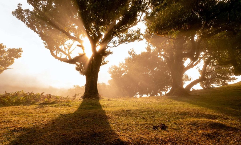 Trees growing in forest in evening