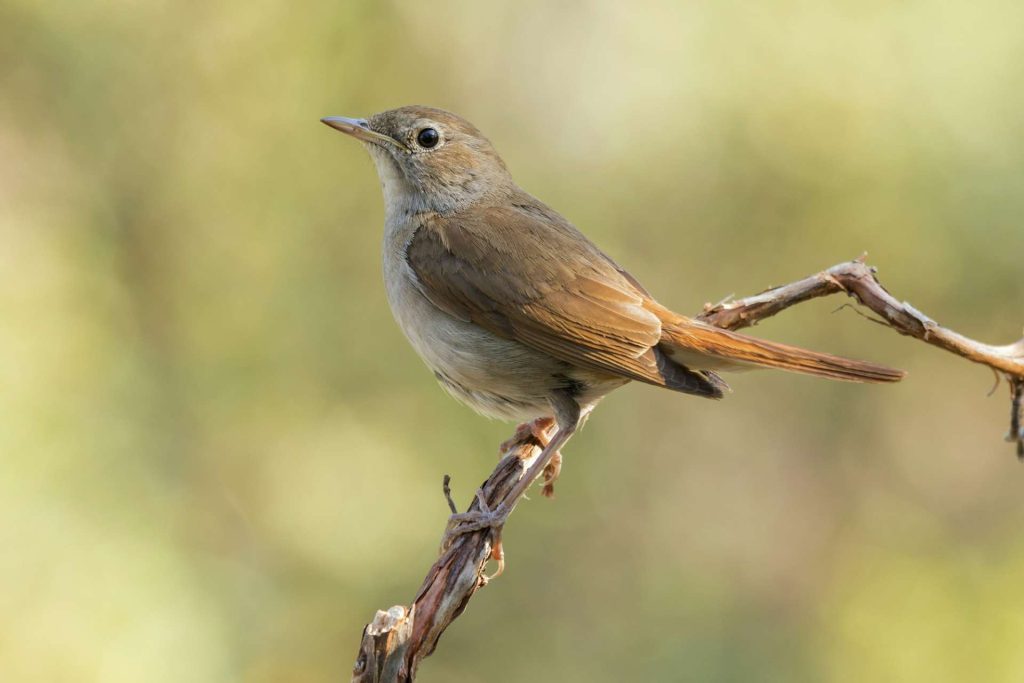 Beautiful shot of a Common Nightingale bird (Luscinia megarhynchos) on the branch of a tree