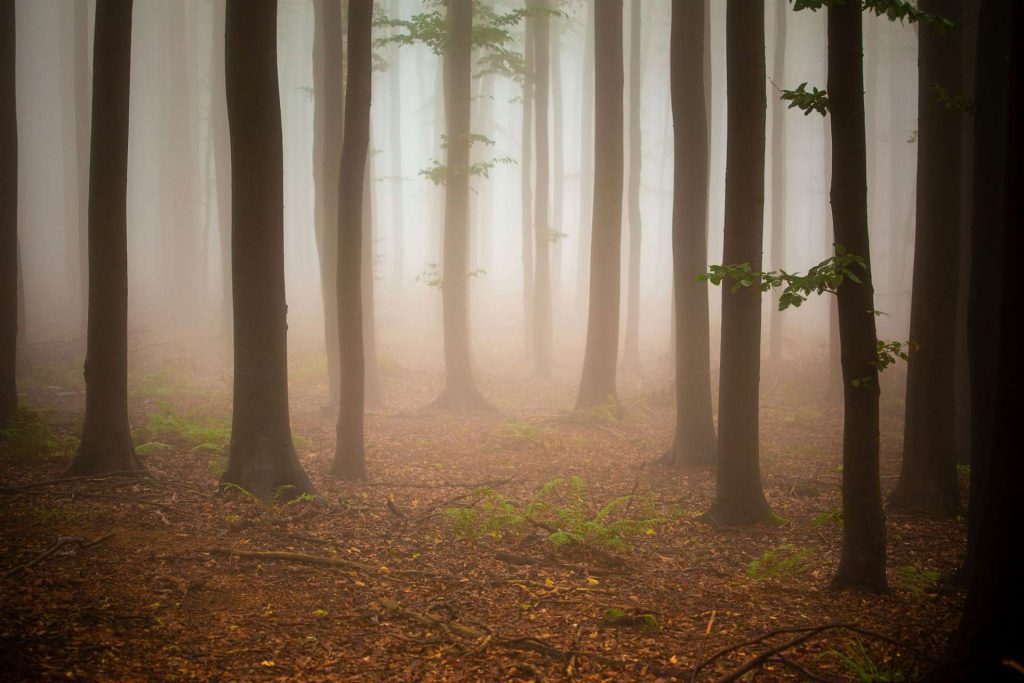 Dark forest with trees and grasses during the sunset.