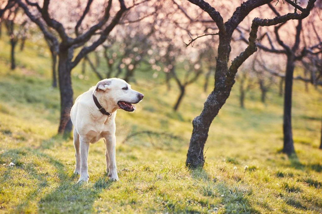 Dog in spring nature