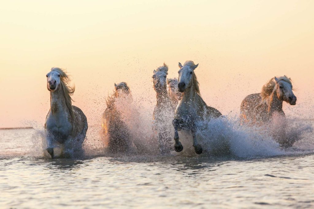 Medium group of white horses running in the ocean.