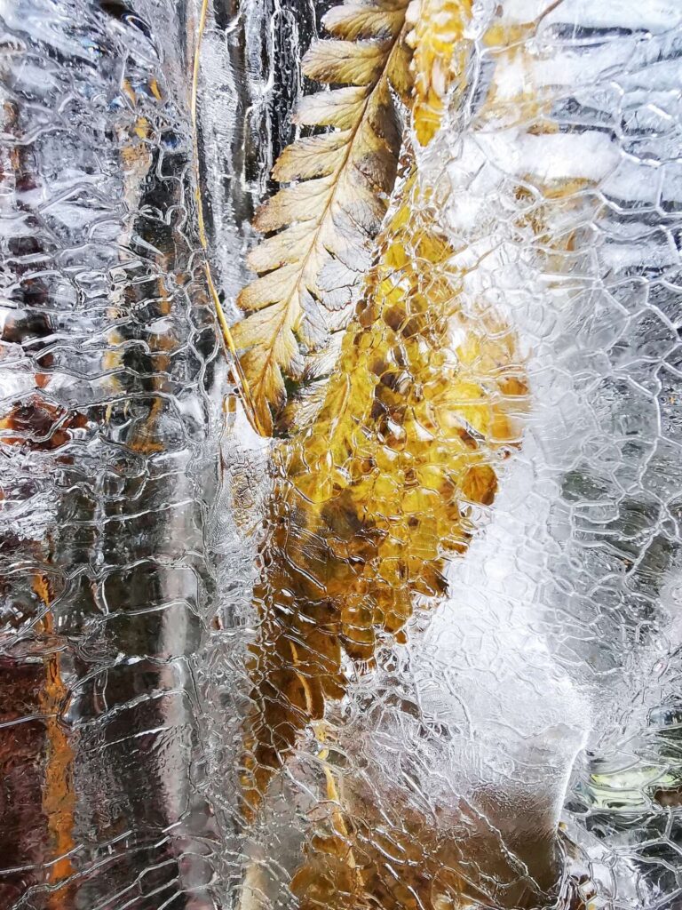 Closeup shot of a translucent ice peaces with orange leaf peaces on it